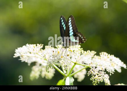 Blauer Dreieck-Schmetterling (Graphium sarpedon) mit braunen Flügeln und hellblauen Flecken auf weißen Blüten (Sambucus chinensis Lindl), Taoyuan Stockfoto