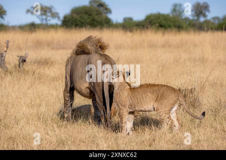 Löwe (Panthera leo), erwachsener Mann von hinten mit Jungen, stehend im trockenen Gras, Khwai, Okavango Delta, Moremi Game Reserve, Botswana Stockfoto