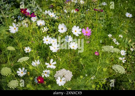 Mexikanische Aster (Cosmos bipinnatus) und Zahnstocher-Pflanze (Ammi visnaga), auch bekannt als Zahnstocher-Karotte, Heilpflanze, Blütezeit im Juni, Juli Stockfoto