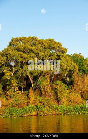 Der dichte, unberührte Wald am Ufer der Flüsse ist das jaguar Habitat, Meeting of Rivers Park, Pantanal von Mato Grosso, Brasilien Stockfoto