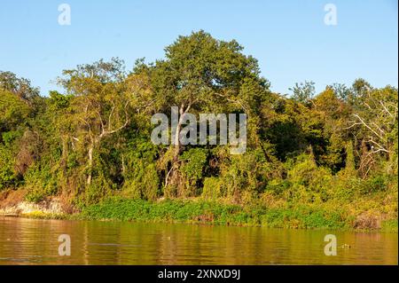 Der dichte, unberührte Wald am Ufer der Flüsse ist das jaguar Habitat, Meeting of Rivers Park, Pantanal von Mato Grosso, Brasilien Stockfoto