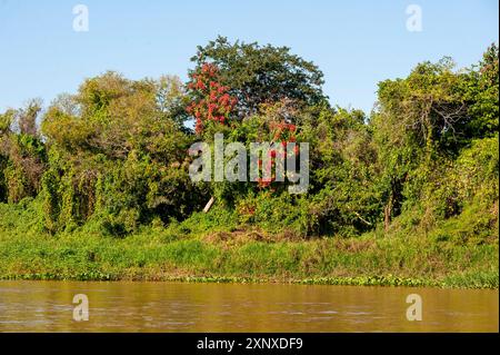 Der dichte, unberührte Wald am Ufer der Flüsse ist das jaguar Habitat, Meeting of Rivers Park, Pantanal von Mato Grosso, Brasilien Stockfoto