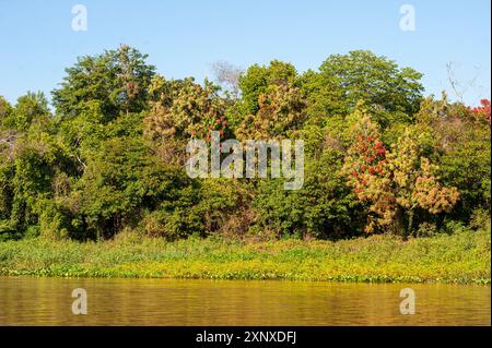 Der dichte, unberührte Wald am Ufer der Flüsse ist das jaguar Habitat, Meeting of Rivers Park, Pantanal von Mato Grosso, Brasilien Stockfoto