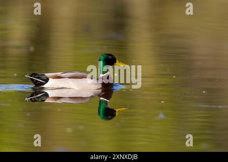 Stockenten (Anas platyrhynchos) schwimmen im frühen Morgenlicht auf einem See Stockfoto