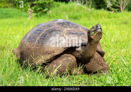 Galapagos Riesenschildkröte Chelonoidis chathamensis, kann über 100 Jahre leben, auf der Insel San Cristobal, Galapagos, UNESCO-Weltkulturerbe, Ecuado Stockfoto