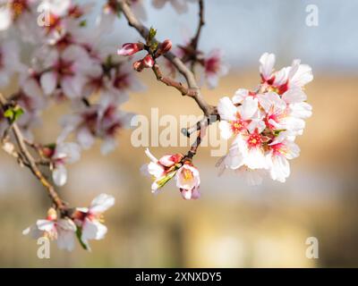 Mandelblüte auf Baum im Frühjahr Stockfoto