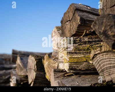 Brennholz geheftet zum Trocknen Stockfoto