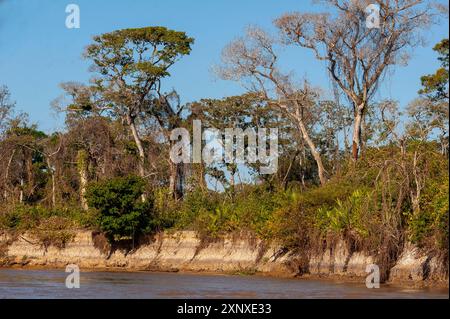 Der dichte, unberührte Wald am Ufer der Flüsse ist das jaguar Habitat, Meeting of Rivers Park, Pantanal von Mato Grosso, Brasilien Stockfoto