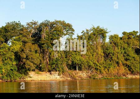 Der dichte, unberührte Wald am Ufer der Flüsse ist das jaguar Habitat, Meeting of Rivers Park, Pantanal von Mato Grosso, Brasilien Stockfoto