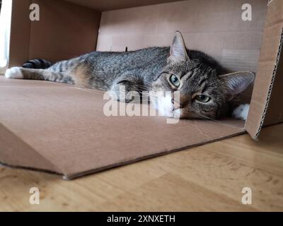 Junge, tabby-männliche, entspannende, europäische Kurzhaarkatze Stockfoto