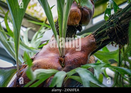 Detail einer elkhornfarn (Platycerium bifurcatum) Pflanze Stockfoto