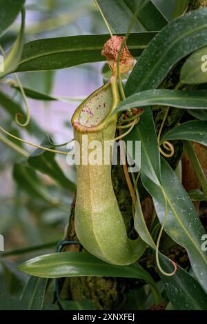 Nahaufnahme der Toba-Pitcher-Anlage (Nepenthes tobaica) in einem Gewächshaus Stockfoto