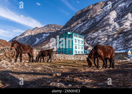 Packen Sie Pferde vor einer türkisfarbenen Berghütte mit lang Tang Dorf im Hintergrund, Himalaya, Nepal, Asien Copyright: CasparxSchlageter 1372-443 Stockfoto