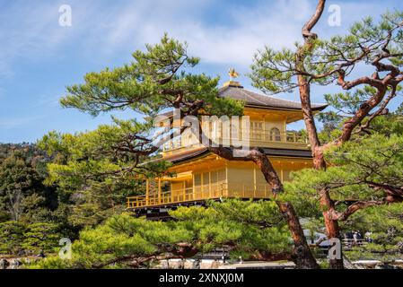 Goldener Tempel Kinkaku-JI Tempel des Goldenen Pavillons, UNESCO-Weltkulturerbe, Kyoto, Honshu, Japan, Asien Copyright: CasparxSchlageter 1372-499 Stockfoto