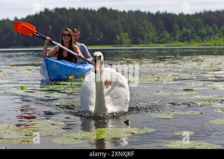 Kanutour mit Schwänen auf dem Srovinaitis-See rund um Ginuciai, Aukstaitija-Nationalpark, Litauen, Europa Copyright: GOUPIxCHRISTIAN 1382-192 Stockfoto