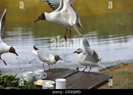 Schwarzkopfmöwe Chroicocephalus ridibundus am Rande des Lusiai-Sees bei Paluse, Aukstaitija-Nationalpark, Litauen, Europa Urheberrecht: GOUPIxCHRIS Stockfoto