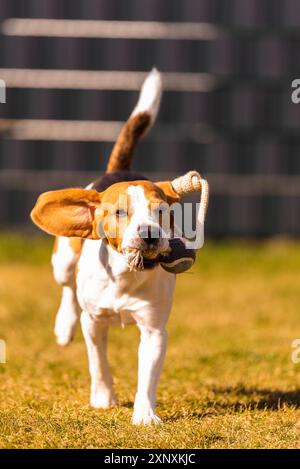 Glücklich Beagle Hund läuft mit fliegenden Ohren in Richtung Kamera. Activ Dog Konzept Stockfoto