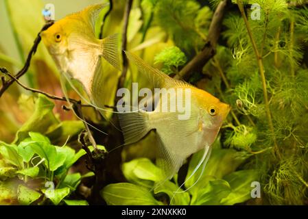 Auchen Scalare im aqarium Wasser, gelb Angelfish Stockfoto