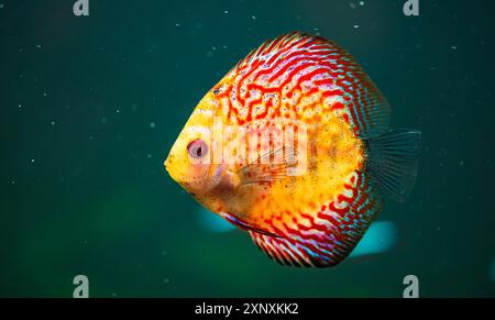 Bunte Fische aus den Spieces disus (Symphysodon) im Aquarium. Nahaufnahme, selektiver Fokus Stockfoto