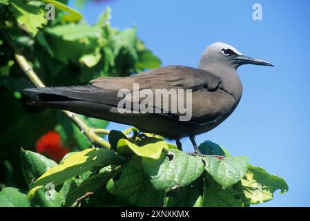 Liter Noddy Anous tenuirostris, Bird Island, Republik Seychellen, Indischer Ozean, Afrika Copyright: GOUPIxCHRISTIAN 1382-364 Stockfoto