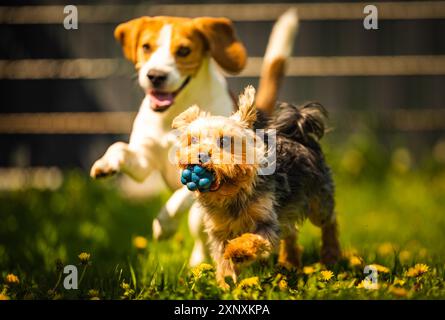 Niedlicher Yorkshire Terrier-Hund, der an sonnigen Tagen mit Beagle-Hund auf Gras läuft. Auf Hunde, die zusammen spielen. Hintergrund für Hunde Stockfoto