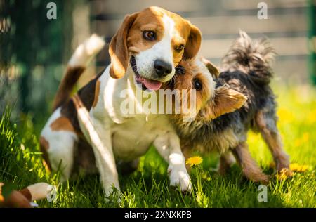 Niedlicher Yorkshire Terrier-Hund, der an sonnigen Tagen mit Beagle-Hund auf Gras läuft. Auf Hunde, die zusammen spielen. Hintergrund für Hunde Stockfoto