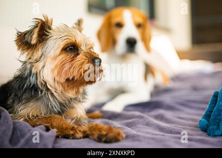 Entzückender yorkshire Terrier auf dem Gartensofa mit Beagle-Hund im Hintergrund. Kleines Hundeporträt Stockfoto