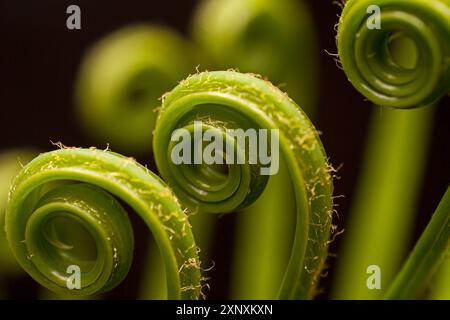 Neues Zykadenblatt entfaltet 15950 Stockfoto