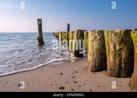 Groynes an der Ostseeküste bei Graal Mueritz Stockfoto