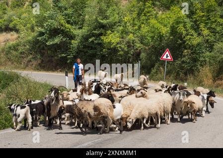 Schäferhund und seine Ziegen- und Schafherde auf der Straße bei Permet, Bezirk Gjirokaster, Albanien, Europa Copyright: GOUPIxCHRISTIAN 1382-452 Editorial Stockfoto