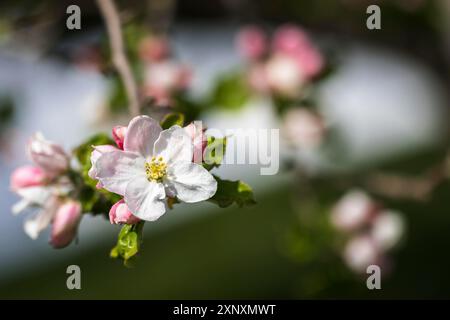 Apfelblüten, Nahaufnahme mit geringer Schärfentiefe Stockfoto