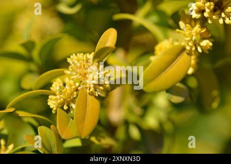 Buxus sempervirens. Buxus sempervirens in Blüte. Draußen, dekorativ mit einer Biene. Gelbe Blütenstände des Buxus sempervirens-Strauchs Stockfoto