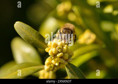 Buxus sempervirens. Buxus sempervirens in Blüte. Draußen, dekorativ mit einer Biene. Gelbe Blütenstände des Buxus sempervirens-Strauchs Stockfoto