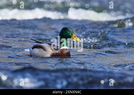 Porträt einer männlichen Stockente im Frühjahr. stockwurm drake auf der Spree im Frühjahr Stockfoto