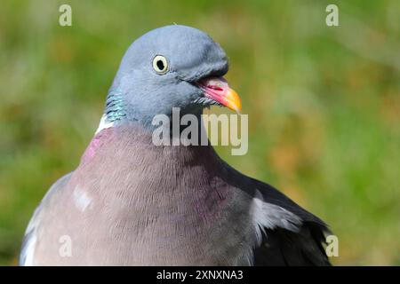 Holztauben auf Nahrungssuche. Porträt von einer gewöhnlichen Holztaube Stockfoto