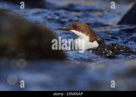 Weisskehlenlöffel im Frühjahr in sachsen. Weißkehlenlapper (Cinclus cinclus) auf der Spree Stockfoto