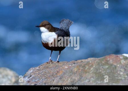 Weisskehlenlöffel im Frühjahr in sachsen. Weißkehlenlapper (Cinclus cinclus) auf der Spree Stockfoto