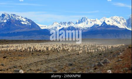 Gauchos, die Rinder vor dem Fitz Roy-Massiv in Argentinien treiben Stockfoto