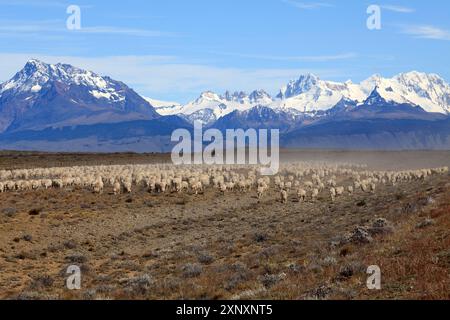 Gauchos, die Rinder vor dem Fitz Roy-Massiv in Argentinien treiben Stockfoto