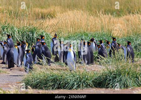 Königspinguinkolonie auf Feuerland Stockfoto