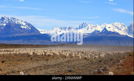 Gauchos, die Rinder vor dem Fitz Roy-Massiv in Argentinien treiben Stockfoto