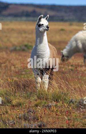 Lamas auf der Weide in Chile Stockfoto