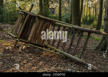 Ein gefallener Barsch, mit einem neuen hohen Sitz im Hintergrund, gesehen in einem Wald in Essen, Nordrhein-Westfalen, Deutschland Stockfoto