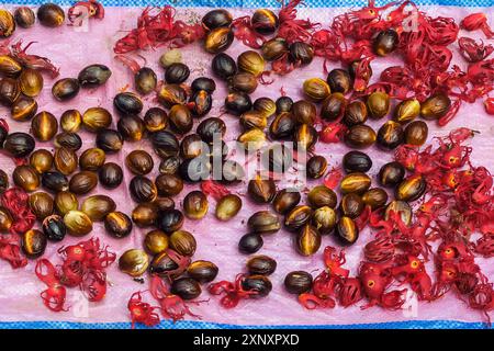 Muskatnusskerne und Muskatblüten, die getrocknete Trockenbedeckung, aromatische Gewürze und Hauptkulturen des Gebiets, Ulu, Siau, Sangihe-Archipel, Stockfoto