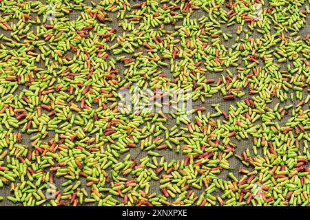 Frische Nelken zum Trocknen in der Sonne, ein aromatisches Gewürz und eine große Ernte, Ulu, Siau Island, Sangihe Archipel, Nord-Sulawesi, Indonesien, Südosten Stockfoto