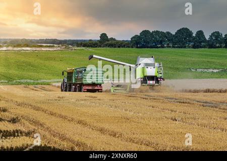 Mähdrescher und Traktor mit Anhängern, die zur Erntezeit im Sommersonnenuntergang nebeneinander über das Getreidefeld fahren, agr Stockfoto