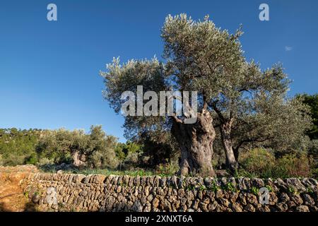 Olivar de Son Marroig, Valldemossa, Mallorca, Balearen, Spanien Stockfoto