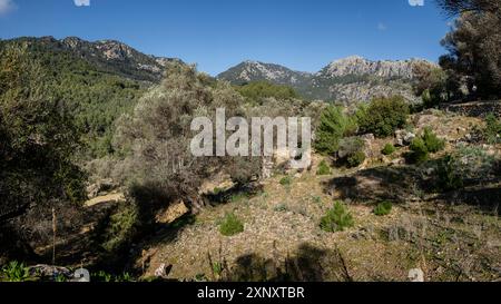 Olivar de Pastoritx, Valldemossa, Mallorca, Balearen, Spanien Stockfoto