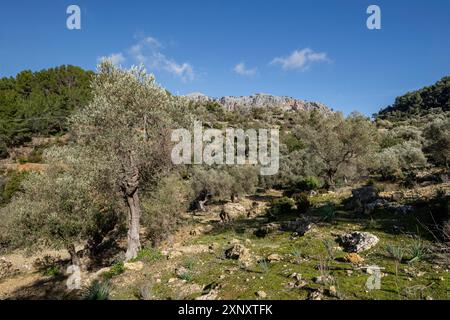 Olivar de Pastoritx, Valldemossa, Mallorca, Balearen, Spanien Stockfoto