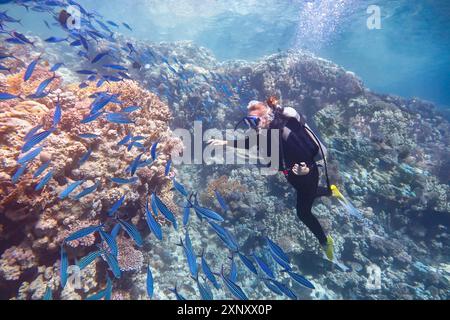 Tauchen einer jungen holländerin, die in der Nähe von blauen Fischen im Meer schwimmt Stockfoto